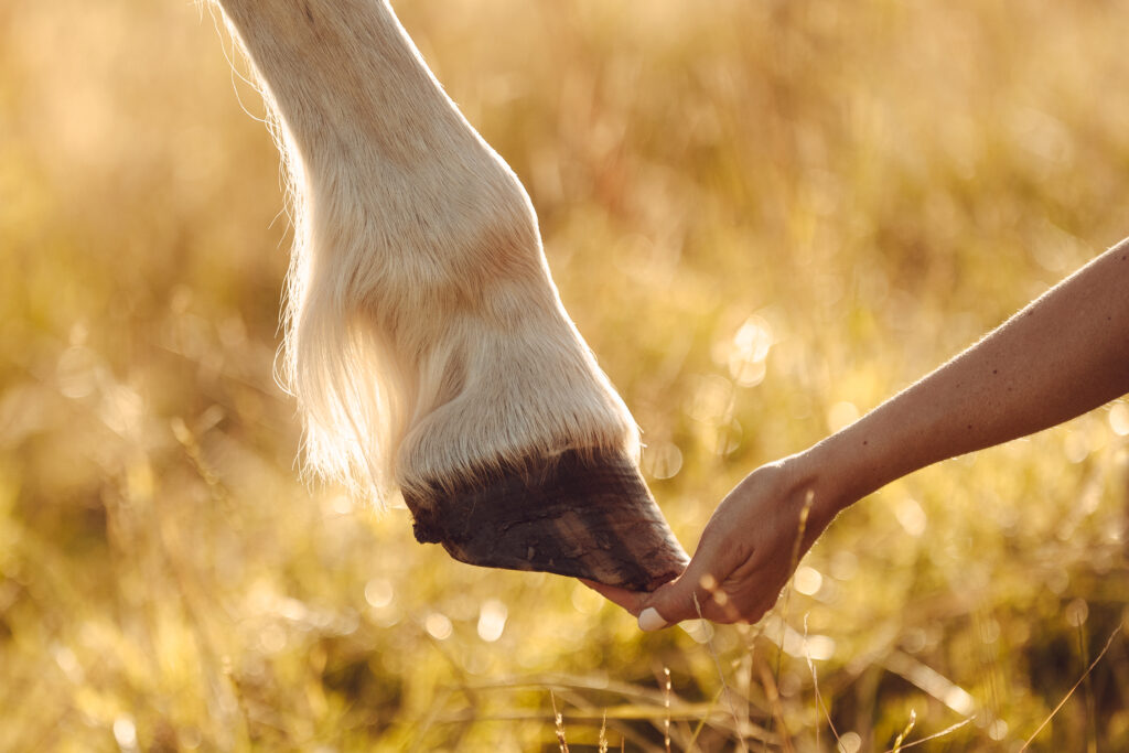een hoef van een paard in de hand van zijn eigenarese, zwevend in beeld alsof ze handen vast houden